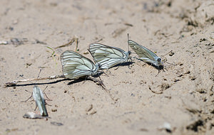 Aporia crataegi (Pieridae)  - Gazé Drome [France] 29/05/2009 - 600m