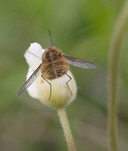 Bombylius  (Bombyliidae)  Aisne [France] 08/05/2009 - 150m