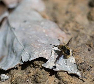 Bombylius major (Bombyliidae)  - Grand bombyle - Bee Fly Nievre [France] 01/05/2009 - 280m