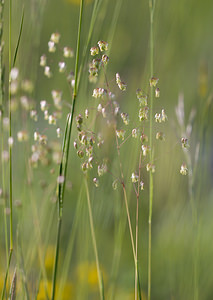 Briza media (Poaceae)  - Brize intermédiaire, Amourette commune, Amourette - Quaking-grass Drome [France] 25/05/2009 - 580m