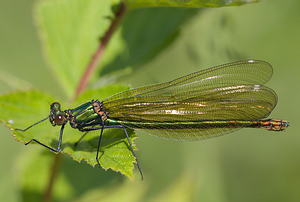 Calopteryx virgo (Calopterygidae)  - Caloptéryx vierge - Beautiful Damselfly Haute-Marne [France] 31/05/2009 - 230m