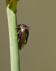 Centrotus cornutus (Membracidae)  - Demi-diable - Horned Tree Hopper Drome [France] 29/05/2009 - 580m