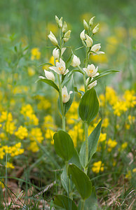 Cephalanthera damasonium (Orchidaceae)  - Céphalanthère à grandes fleurs, Céphalanthère pâle, Céphalanthère blanche, Elléborine blanche - White Helleborine Vaucluse [France] 26/05/2009 - 510m