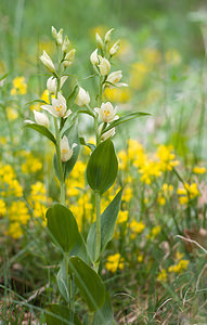 Cephalanthera damasonium (Orchidaceae)  - Céphalanthère à grandes fleurs, Céphalanthère pâle, Céphalanthère blanche, Elléborine blanche - White Helleborine Vaucluse [France] 26/05/2009 - 510m