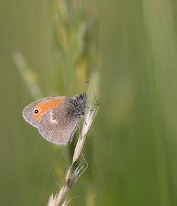 Coenonympha pamphilus (Nymphalidae)  - Fadet commun, Procris, Petit Papillon des foins, Pamphile - Small Heath Drome [France] 25/05/2009 - 580m