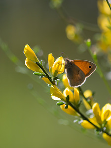 Coenonympha pamphilus (Nymphalidae)  - Fadet commun, Procris, Petit Papillon des foins, Pamphile - Small Heath Drome [France] 29/05/2009 - 580m