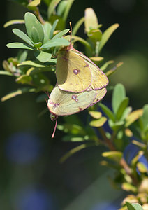 Colias alfacariensis (Pieridae)  - Fluoré - Berger's Clouded Yellow Drome [France] 25/05/2009 - 710m