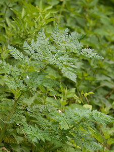 Conium maculatum (Apiaceae)  - Ciguë maculée, Grande ciguë, Ciguë tachetée, Ciguë tachée - Hemlock Aisne [France] 09/05/2009 - 140m