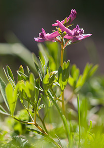 Corydalis solida (Papaveraceae)  - Corydale solide - Bird-in-a-Bush Drome [France] 28/05/2009 - 1490m