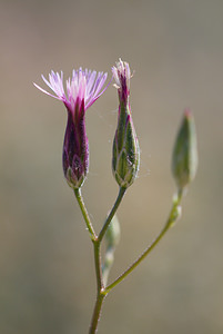 Crupina vulgaris (Asteraceae)  - Crupine commune, Crupine vulgaire - False Saw-wort Drome [France] 27/05/2009 - 710m