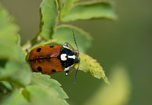 Cryptocephalus cordiger (Chrysomelidae)  Drome [France] 28/05/2009 - 1490m