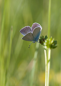Cupido minimus (Lycaenidae)  - Argus frêle, Lycène naine - Small Blue Drome [France] 29/05/2009 - 580m