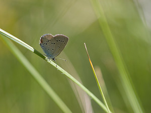 Cupido minimus (Lycaenidae)  - Argus frêle, Lycène naine - Small Blue Drome [France] 29/05/2009 - 580m