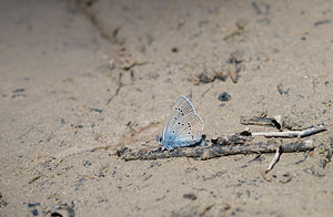 Cyaniris semiargus (Lycaenidae)  - Azuré des Anthyllides, Demi-Argus, Argus violet Drome [France] 29/05/2009 - 600m