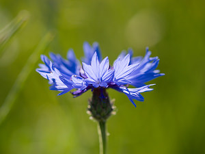 Cyanus segetum (Asteraceae)  - Bleuet des moissons, Bleuet, Barbeau - Cornflower Cote-d'Or [France] 31/05/2009 - 440m