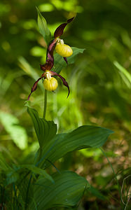 Cypripedium calceolus (Orchidaceae)  - Sabot-de-Vénus - Lady's-slipper Cote-d'Or [France] 31/05/2009 - 370m