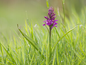 Dactylorhiza praetermissa (Orchidaceae)  - Dactylorhize négligé, Orchis négligé, Orchis oublié - Southern Marsh-orchid Aisne [France] 09/05/2009 - 110m