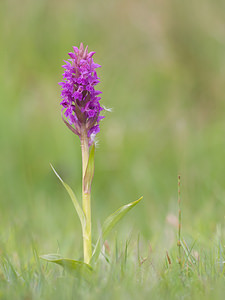 Dactylorhiza praetermissa (Orchidaceae)  - Dactylorhize négligé, Orchis négligé, Orchis oublié - Southern Marsh-orchid Aisne [France] 09/05/2009 - 110m