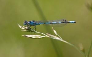 Enallagma cyathigerum (Coenagrionidae)  - Agrion porte-coupe - Common Blue Damselfly Haute-Marne [France] 31/05/2009 - 230m