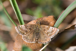 Erynnis tages (Hesperiidae)  - Point de Hongrie, Grisette - Dingy Skipper Aisne [France] 10/05/2009 - 110m