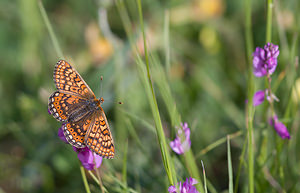 Euphydryas aurinia (Nymphalidae)  - Damier de la Succise - Marsh Fritillary Drome [France] 24/05/2009 - 1120m