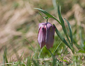 Fritillaria tubiformis (Liliaceae)  - Fritillaire du Dauphiné, Fritillaire-trompette, Fritillaire en forme de trompette Drome [France] 28/05/2009 - 1490m