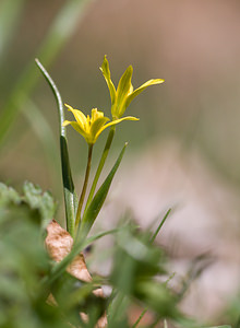Gagea pratensis (Liliaceae)  - Gagée des prés Drome [France] 28/05/2009 - 1490m