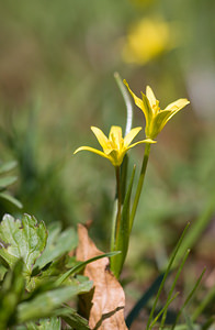 Gagea pratensis (Liliaceae)  - Gagée des prés Drome [France] 28/05/2009 - 1490m