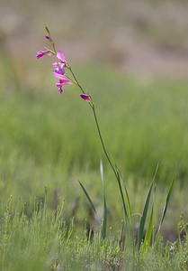 Gladiolus italicus (Iridaceae)  - Glaïeul d'Italie, Glaïeul des moissons Drome [France] 27/05/2009 - 710m