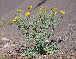 Glaucium flavum (Papaveraceae)  - Glaucier jaune, Glaucière jaune, Pavot jaune des sables - Yellow Horned Poppy Drome [France] 29/05/2009 - 580m