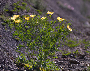 Glaucium flavum (Papaveraceae)  - Glaucier jaune, Glaucière jaune, Pavot jaune des sables - Yellow Horned Poppy Drome [France] 29/05/2009 - 580m