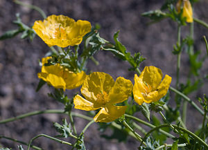 Glaucium flavum (Papaveraceae)  - Glaucier jaune, Glaucière jaune, Pavot jaune des sables - Yellow Horned Poppy Drome [France] 29/05/2009 - 580m