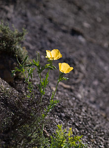 Glaucium flavum (Papaveraceae)  - Glaucier jaune, Glaucière jaune, Pavot jaune des sables - Yellow Horned Poppy Drome [France] 29/05/2009 - 580m