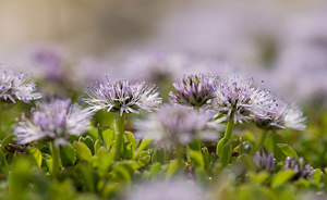 Globularia cordifolia (Plantaginaceae)  - Globulaire à feuilles en coeur, Globulaire à feuilles cordées, Veuve-céleste Vaucluse [France] 26/05/2009 - 510m