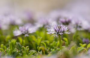 Globularia cordifolia (Plantaginaceae)  - Globulaire à feuilles en coeur, Globulaire à feuilles cordées, Veuve-céleste Vaucluse [France] 26/05/2009 - 510m