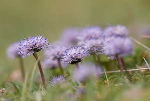 Globularia cordifolia (Plantaginaceae)  - Globulaire à feuilles en coeur, Globulaire à feuilles cordées, Veuve-céleste Vaucluse [France] 26/05/2009 - 510m