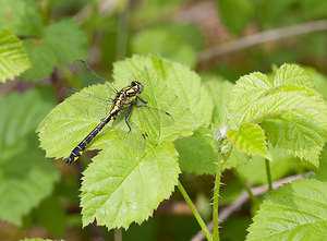 Gomphus vulgatissimus (Gomphidae)  - Gomphe vulgaire - Club-tailed Dragonfly Aisne [France] 09/05/2009 - 140m