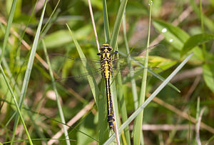 Gomphus vulgatissimus (Gomphidae)  - Gomphe vulgaire - Club-tailed Dragonfly Aisne [France] 10/05/2009 - 110m