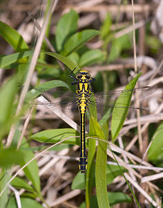 Gomphus vulgatissimus (Gomphidae)  - Gomphe vulgaire - Club-tailed Dragonfly Aisne [France] 10/05/2009 - 110m