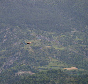 Gyps fulvus (Accipitridae)  - Vautour fauve - Eurasian Griffon Vulture Drome [France] 25/05/2009 - 710m