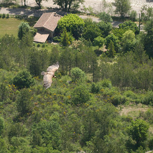 Gyps fulvus (Accipitridae)  - Vautour fauve - Eurasian Griffon Vulture Drome [France] 25/05/2009 - 710m