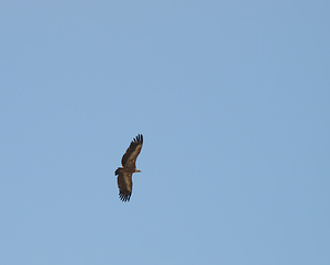 Gyps fulvus (Accipitridae)  - Vautour fauve - Eurasian Griffon Vulture Drome [France] 25/05/2009 - 710m