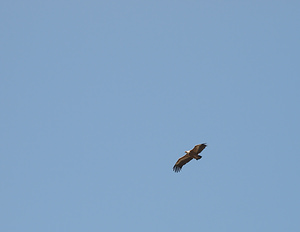 Gyps fulvus (Accipitridae)  - Vautour fauve - Eurasian Griffon Vulture Drome [France] 25/05/2009 - 710m