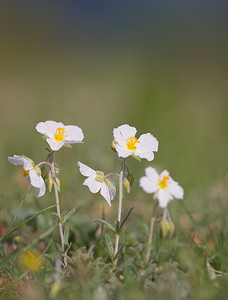 Helianthemum apenninum (Cistaceae)  - Hélianthème des Apennins - White Rock-rose Drome [France] 28/05/2009 - 1490m