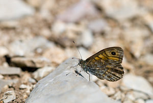 Lasiommata megera (Nymphalidae)  - Mégère, Satyre - Wall Drome [France] 27/05/2009 - 710m