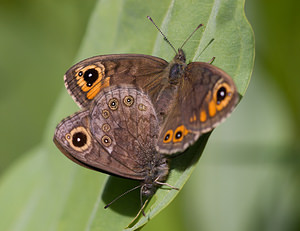 Lasiommata petropolitana Gorgone