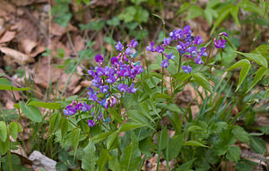 Lathyrus vernus (Fabaceae)  - Gesse printanière, Orobe printanier - Spring Pea Drome [France] 28/05/2009 - 1490m