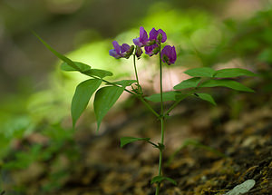 Lathyrus vernus (Fabaceae)  - Gesse printanière, Orobe printanier - Spring Pea Drome [France] 28/05/2009 - 1490m