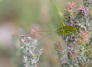 Leptophyes punctatissima (Tettigoniidae)  - Leptophye ponctuée, Sauterelle ponctuée, Barbitiste trèsponctué - Speckled Bush Cricket Drome [France] 25/05/2009 - 710m