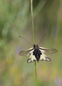 Libelloides coccajus (Ascalaphidae)  - Ascalaphe soufré Drome [France] 23/05/2009 - 820m